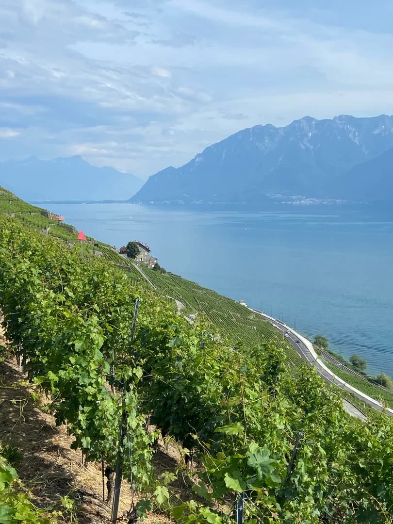 Lavaux vineyards: unique Swiss wine among stunning views